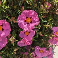 WDMoor (@wdmoor) 's Twitter Profile