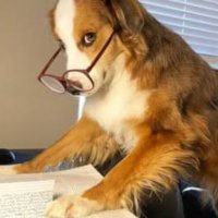 The dog(@DoggyManWoof) 's Twitter Profile Photo