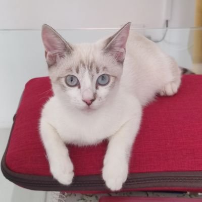 Nordestina, cearense, cristã, a favor da democracia, antibolsonaro, terapeuta em saúde mental e apaixonada pela vida, canto, viagens, e gatos.