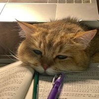 yuu ૮ o̴̶̷̤ ‧̫ o̴̶̷̤.ა (@citruslatte_) 's Twitter Profile