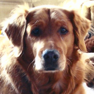 Negligent veterinarians are getting away with the mistreatment and abuse of their patients. They must be held accountable. #AnimalRights #HumanRights