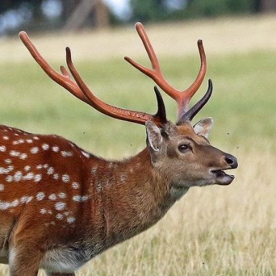 TyrTheDeer Profile Picture