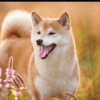 ryutamago (@garlic_truffle) 's Twitter Profile