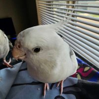Noba and Carl: Rulers of Mankind (@katerade21) 's Twitter Profile Photo Noba and Carl: Rulers of Mankind (@katerade21) 's Twitter Profile Photo
