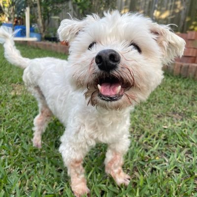 Me'z Samson, along w Yogi, Penny, Archie, Gabby, Pia, & Samantha—lil sibz of Angels Toby & Bobby, now @peemailAngels! Lead Scientist #ZSHQ & member of #BBGang