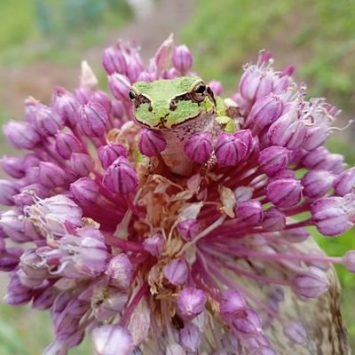 生活保護者、精神科通い、保護の🐶🐶🐶🐶🐱🐱と暮らしてる、生き物も植物も自然大好き❤️生き物は食べません‼️ だって仲間だからね😌❤️差別の無い世界、明るい世界、皆で新しい地球にLet's Go💗✨🎉これは、子供の頃から疑問に思っていたこと→勉強なんてホントに意味あるの⁉️大嫌いでも生きてます😜