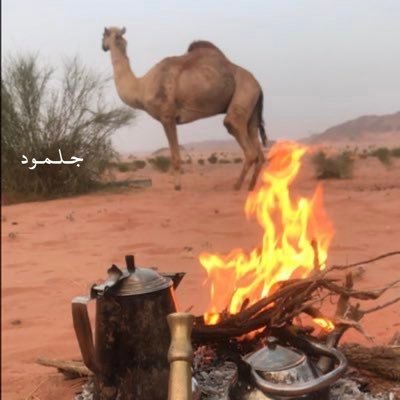 مالك هجن ...المملكه العربيه السعوديه🇸🇦تبوك- العـلا.
