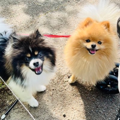 りく(♂🎂2020.9.12) うみ(♀🎂2022.8.28)🐶 よろしくお願いします❣️  #ポメラニアン  #pomeranian