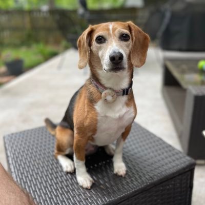 macabroniNcheez's profile picture. 