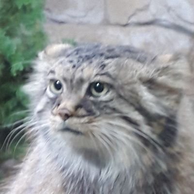 Fd5YdY4ZNJ46191's profile picture. 考察・感想垢　成人済
憂モリ・ジブリ・黒バス・黒執事いろいろ
中の人は腐ってるけど考察には反映しない主義です。