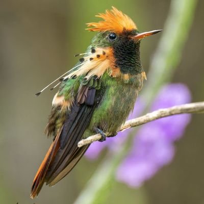 Welcome to @hummingbird lover we share daily #hummingbird  contents follow us if you really love hummingbird