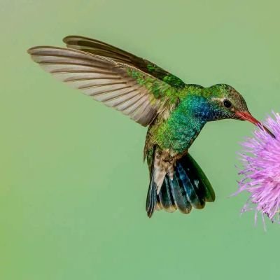 Hummingbird6739's profile picture. welcome to #hummingbirds_lovers we share daily hummingbirds related video and photo follow us @hummingbird6739