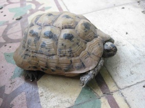 maodepigu's profile picture. :)