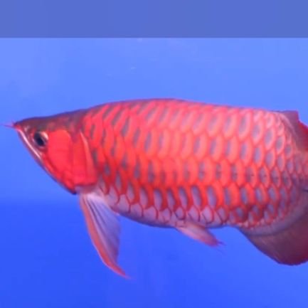 GhadelJery68698's profile picture. 