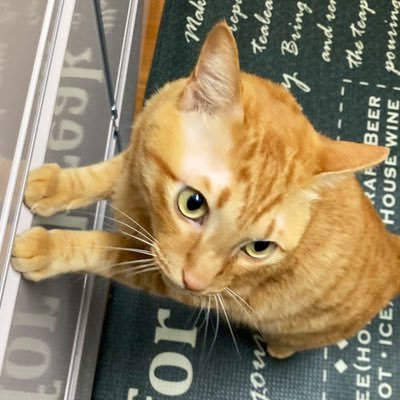_🐾\猫ボランティアとwebデザイン/💻_ ⏩12月からadobeクリエイティブカレッジPremiere Proで学びます⏩クリエイターズファクトリーオンライン5期生🏠家族に3にゃんこ🐈います。お仕事ご依頼はDMへどうぞ📩同じスクールの方無言フォロー失礼します!