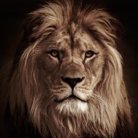 Palaie “EA” Faoa (@palaiefaoa) 's Twitter Profile Photo Palaie “EA” Faoa (@palaiefaoa) 's Twitter Profile Photo