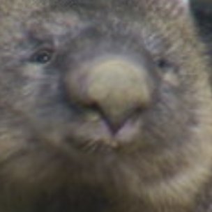 fan of wombats