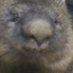 wombats are awesome (@homacxo) Twitter profile photo