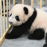 レイレイ@上野動物園 (@nani_nanin66212) Twitter profile photo