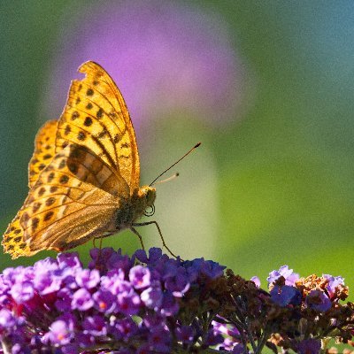 Mein liebstes Hobby ist die Naturfotografie. Wann immer ich Zeit finde, bin ich mit meiner Kamera unterwegs. Fotografiert wird alles von Landschaft bis Tiere.