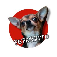 PEPERRITO OFICIAL🐶🐾(@PEPERRITOO) 's Twitter Profile Photo