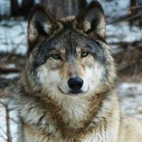 John Wolf ζ🐾(@Pawsk9lover2) 's Twitter Profile Photo