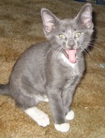 oalainaa's profile picture. cats. food. teeth.