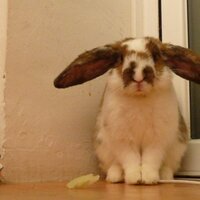 Guisela (@guisi) 's Twitter Profile