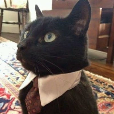 zScepp's profile picture. 15 and also Aussie 🇦🇺 Hardest is saul goodman and top 30 stats viewer so pro