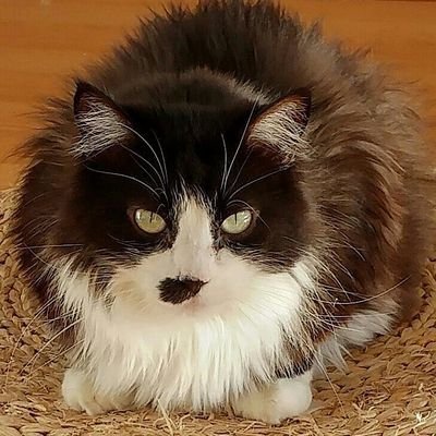 gatos y ganchillos!
https://t.co/AoeQ2EkuA5