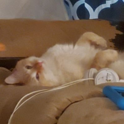 William09271985's profile picture. I identify as some kind of tranny. Also my neo-pronouns are MASTER and DADDY! Pro-Coprophagia activist, and affirmation dispenser.