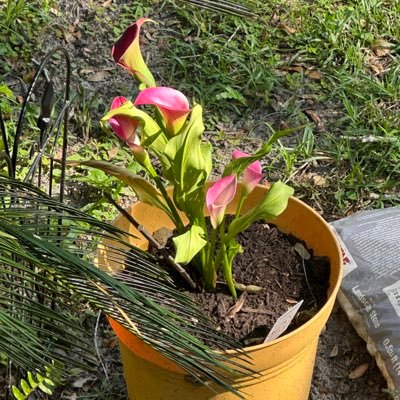 DArtbydi's profile picture. 