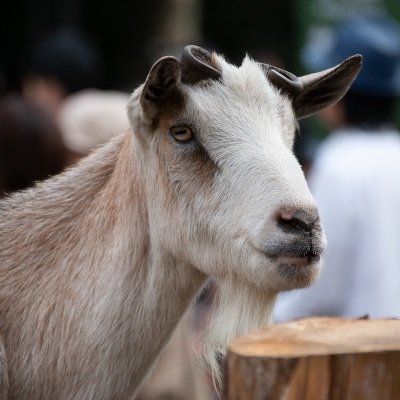 george_star99's profile picture. 落語と文楽のファンになりました。