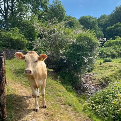 A pan-UK research programme: Quantifying livestock impacts on #freshwaters @NERCscience @FreshwaterQual1 @DefraWater #catchment #waterquality