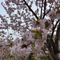 さくらくん (@rx8oo) 's Twitter Profile