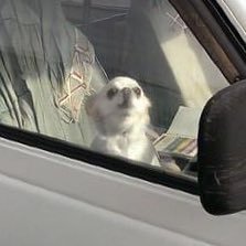 ambassadorcasal's profile picture. しょぼいけど #ひとり街宣 した人民。#くたばれミソジニー #StopRacism #差別に抗う　#StopGazaGenocide #FreePalestine #おつかれちゃーん