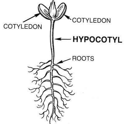 Radical means Root.
Criticizing the roots of Psychiatry, Clinical Psychology, Social Work.
Anti-Positivism!
