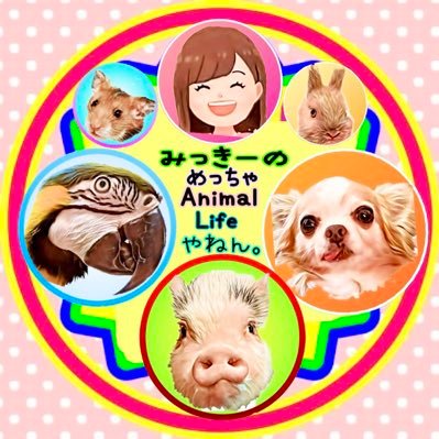 @harambigpigpapa👦🏻と共有アカこちら➡️@4pigfamily 動物★推し👦🏻アカ★動物里親保護★動物看護士&介護士＆犬管理栄養士✨チワワ💚セキセイ(ジャンボ羽衣)💜オカメ💛ウロコ🤎タイハク💙シロハラ💚ルリコンゴウ💜ヨウム💛ヒメコンゴウ♥️マイクロブタ🩵文鳥💙うさぎ🤎ハム