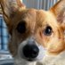 happycorgiplays.eth (@HappyCorgiPlays) Twitter profile photo