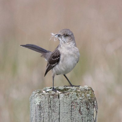 natureposting :) probably a random mess of photography, birds, animals, farming, hiking, foraging, and traveling