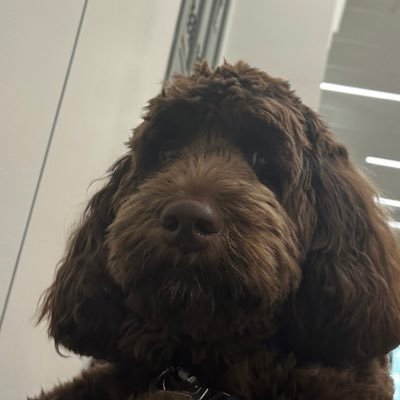 theflooof52's profile picture. |Furry|Autistic|Service dog handler