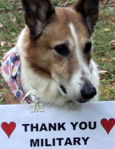 I am wearing a real fur coat. I speak sign language. Conservative Collie. Shelter rescue. Interested in PAWlitics. Supporter of our Military. #teaparty #NRA