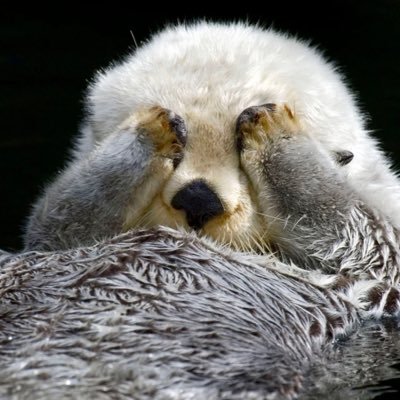 contexotter Profile Picture