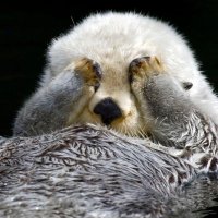 Out of Context Otters(@contexotter) 's Twitter Profile Photo