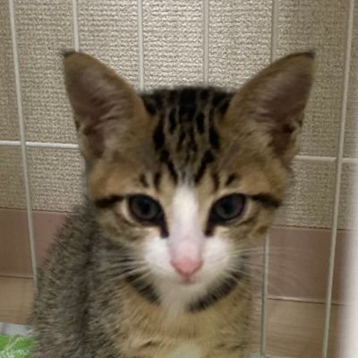 20230528に子猫を迎えました 3.30生まれ 900グラム 名前は、まっこ 女の子です まっこの記録用アカウント 天然の首輪が最高にかわいい