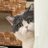 有貓就讚癌：末期🐈💊💉さんのプロフィール画像