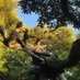 A big bonsai しいがし (@shiigashi) Twitter profile photo A big bonsai しいがし (@shiigashi) Twitter profile photo