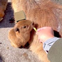 NoBody (@nobodysknowz) 's Twitter Profile