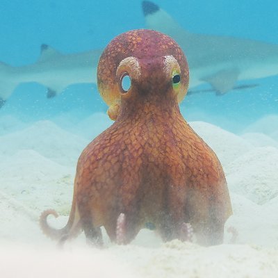 Star of the new BBC wildlife series #SpyInTheOcean #CoconutOctopus 
I have eight legs, nine hearts and a lovely bunch of coconuts. 🥥🐙