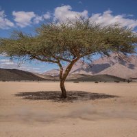 عبدالكريم النملة (@byqlb) Twitter profile photo